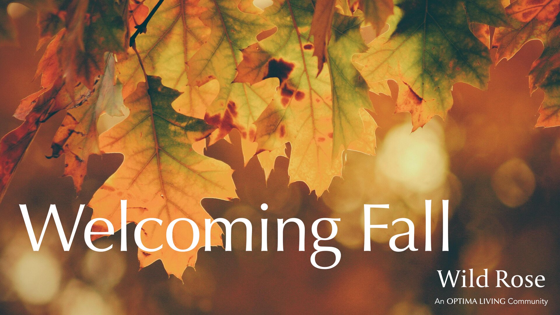 Welcome to fall at Wild Rose senior living
